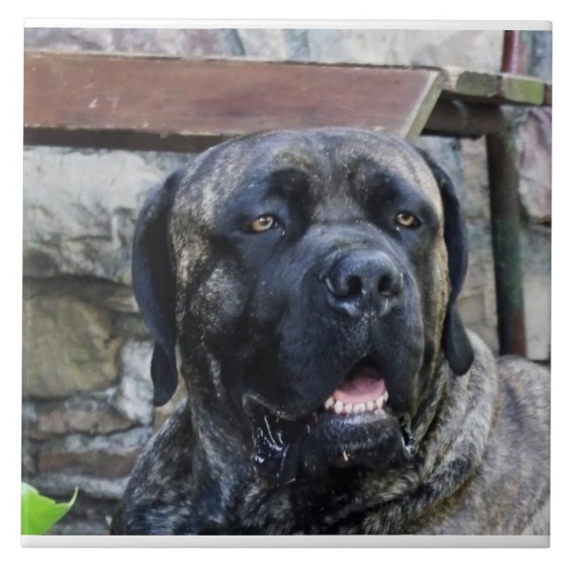 Cane Corso grau brindle Fliese (Vorderseite)