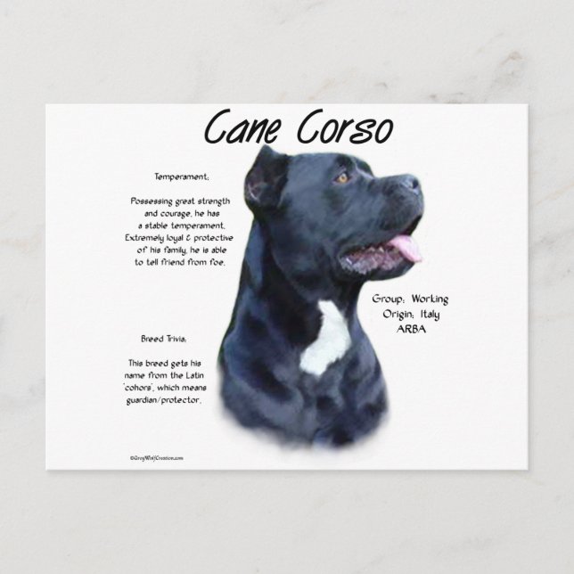 Cane Corso History Postkarte (Vorderseite)