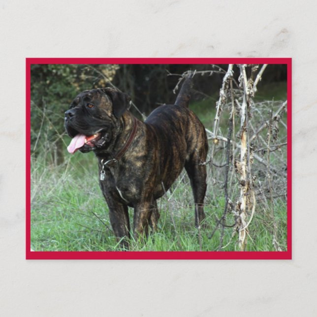 Cane Corso Italian Mastiff Postcard Postkarte (Vorderseite)