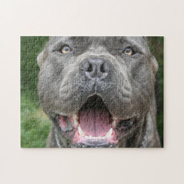 Cane Corso Mastiff Dog (Horizontal)