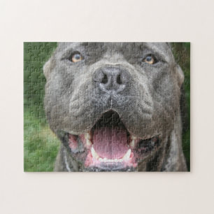 Cane Corso Mastiff Hund