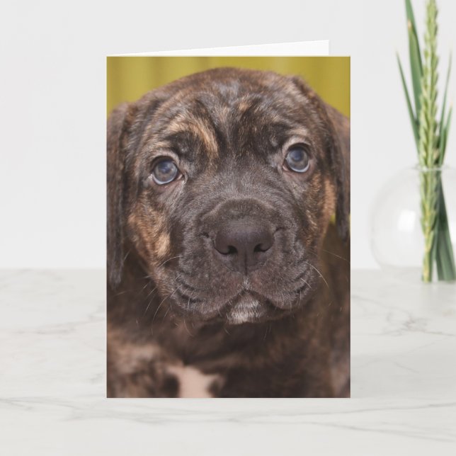 Cane Corso Mastiff-Welpentarkarte Karte (Vorderseite)
