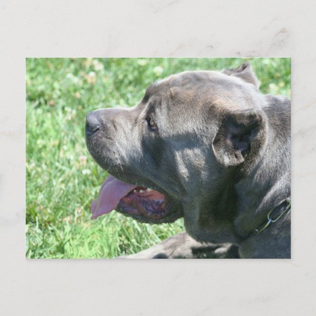 Cane Corso Postcard Postkarte (Vorderseite)