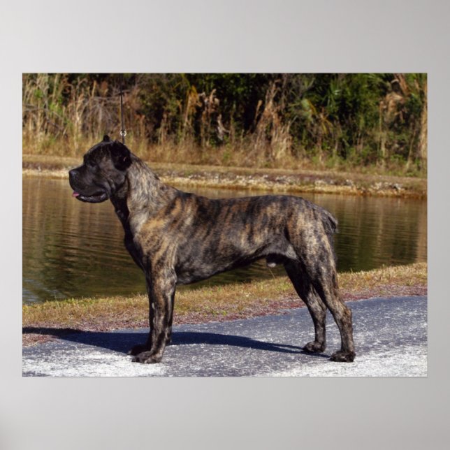Cane Corso Print Poster (Vorne)