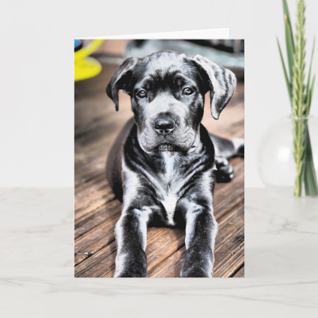 Cane corso pup 2.png karte (Vorderseite)