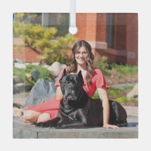 Cane Corso Sonderbestellung für CB Ornament Aus Glas
