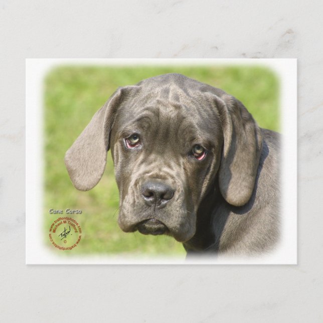 Cane Corso Welpe 8R062D-25 Postkarte (Vorderseite)