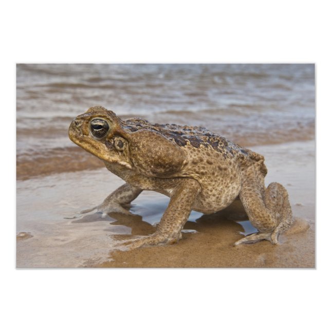 Cane Toad Rhinella marina, früher Bufo Fotodruck (Vorne)