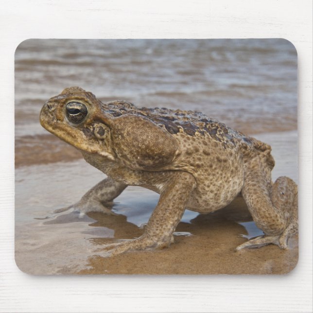 Cane Toad Rhinella marina, früher Bufo Mousepad (Vorne)