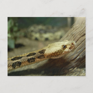 Canebrake Rattlesnake Postcard Postkarte