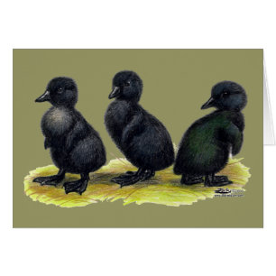 Canetons Black Cayuga