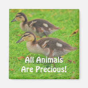 Canettes Amateurs d'animaux Magnets d'art faunique
