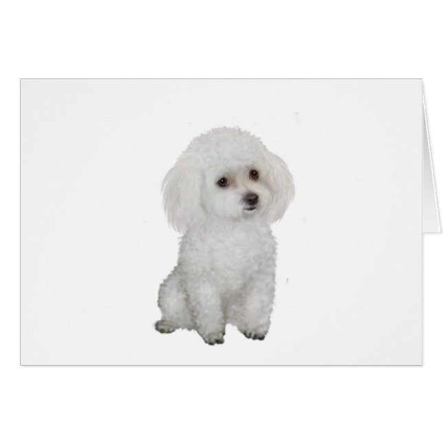 Caniche - blanc 1 (Devant horizontal)