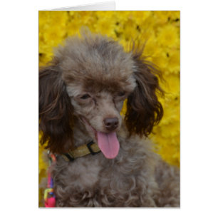 Caniche Brown doux