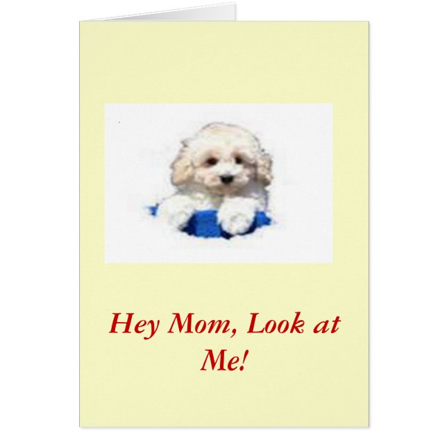 Caniche de jouet (Devant)