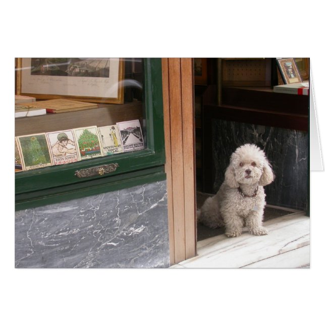Caniche nain blanc (Devant horizontal)