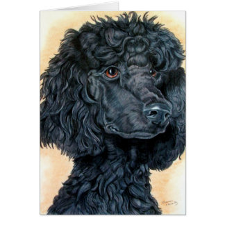 Caniche noir
