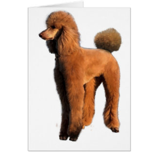 caniche rouge