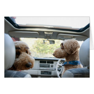 caniche standard