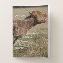 Canine Muskelanatomie