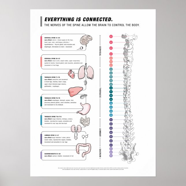 Canine Poster (Vorne)