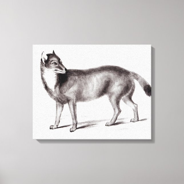 Canis Antarktis Leinwanddruck (Vorderseite)