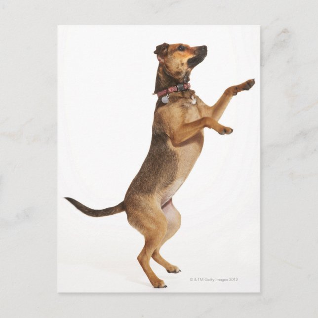 Canis familiaris 2 postkarte (Vorderseite)