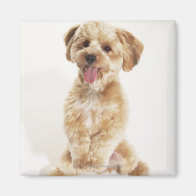 Canis familiaris magnet (Vorne)