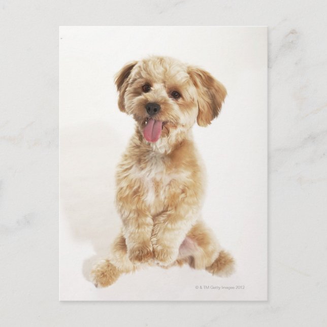 Canis familiaris postkarte (Vorderseite)