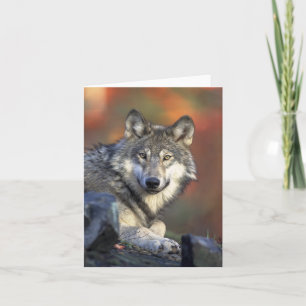 Canis_lupus grauer Wolf-Wölfe Karte