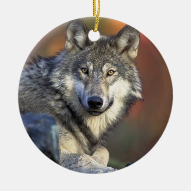 Canis_lupus_Gray Wolf Ornement de Noël (Devant)