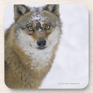 Canis Lupus, Kamera betrachtend, Deutschland, Getränkeuntersetzer