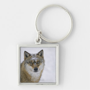 Canis Lupus, Kamera betrachtend, Deutschland, Schlüsselanhänger