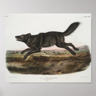 Canis lupus, schwarzer amerikanischer Wolf. Männli Poster