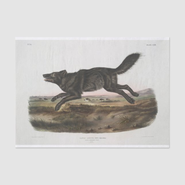 Canis lupus, schwarzer amerikanischer Wolf. Männli Seidenpapier (Vorderseite)