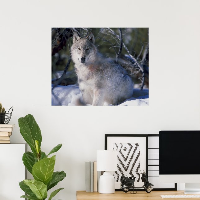 Canis_lupus_wolf Wölfe in freier Wildbahn Poster (Heimbüro)