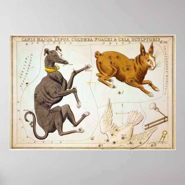 Canis Major, Lepus, Columba Noachi & Cela Bildhaue Poster (Vorne)