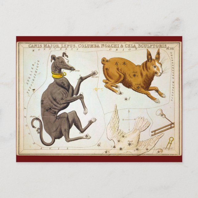 Canis Major, Lepus, Columba Noachi & Cela Bildhaue Postkarte (Vorderseite)