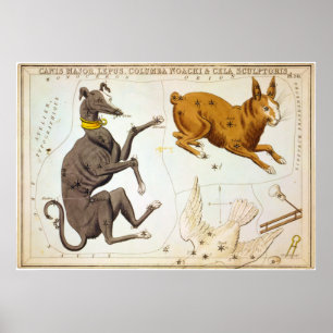 Canis-Major, Lepus, Columba Noachi u. Cela Poster