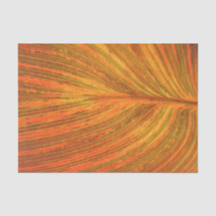 Canna Blatt Seidenpapier