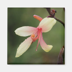 Canna "Elan" 1 Magnet