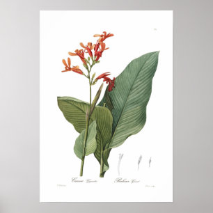 Canna Gigabantea Poster