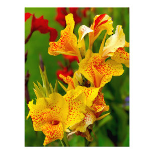 Canna Lilie Fotodruck