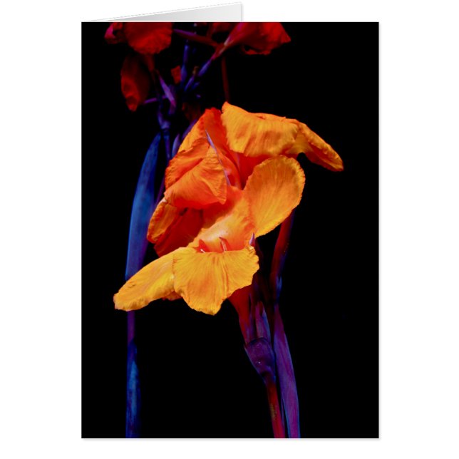 Canna Lilien auf Schwarzem mit Blau (Vorne)
