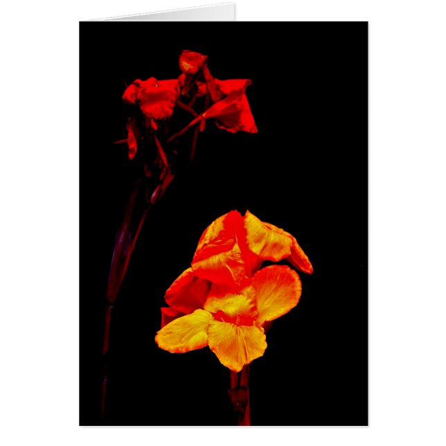 Canna Lilies auf schwarz (Vorne)