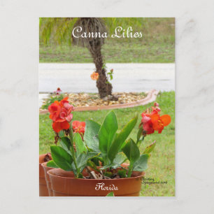 Canna Lilies Blume Postkarte