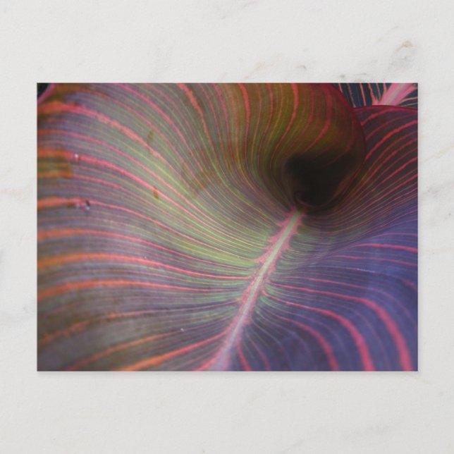Canna Lily leaf ~ Postcard Postkarte (Vorderseite)