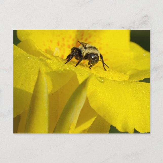 Canna Lily mit Hummel Biene Postkarte (Vorderseite)