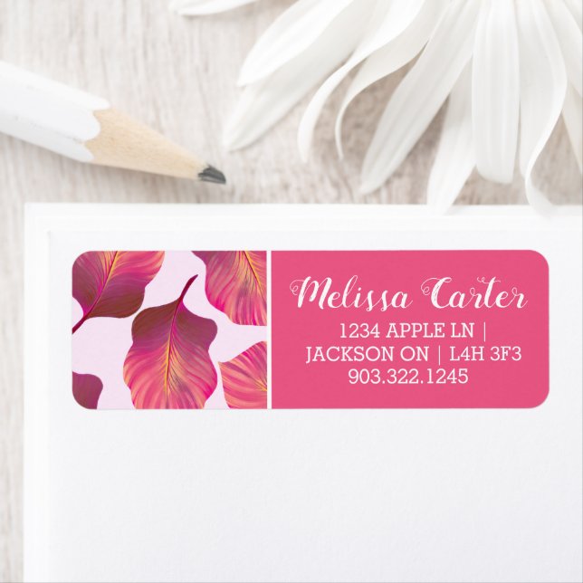 Canna Tropicanna Blätter in Rosa (Insitu)