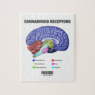 Cannabinoid Empfänger-Innere (Gehirn-Anatomie)